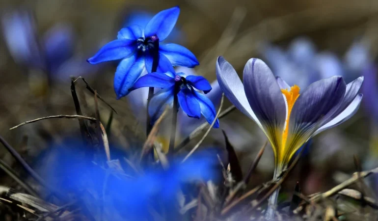 KARS’TA BAHARIN MÜJDECİSİ: MOR KARDELENLER VE ÇİĞDEMLER DOĞAYI SÜSLÜYOR