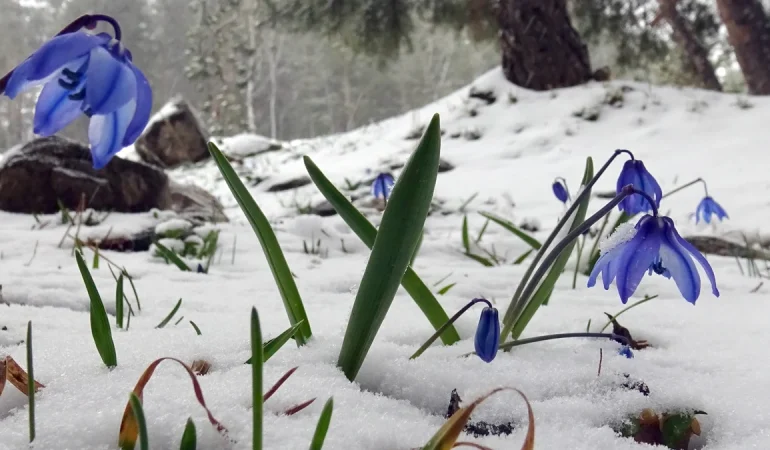 SARIKAMIŞ’TA BAHARIN İLK İZLERİ