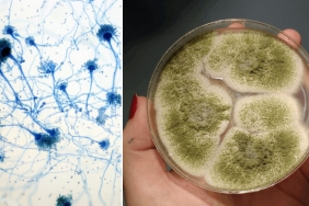 1ee82ba8-7b8pd4bl1fbovvs0ddnrjd