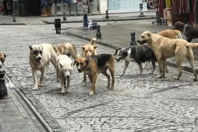 basibos-kopek-duzenlemesi-788