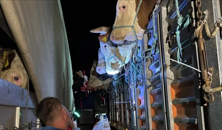 İSTANBUL’A KURBANLIK HAYVAN SEVKİYATI BAŞLADI