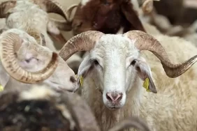 son-dakika-2025-kurban-ba-600