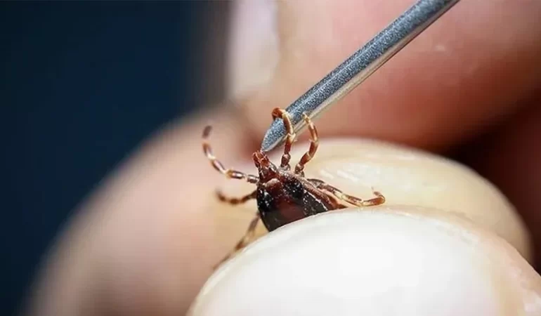 İSTANBUL SARIYER’DE KENE ALARMI