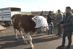 rifkinin-fiyati-dudak-ucuklatti-900-kiloluk-boga-kars-hayvan-pazarini-salladi-tam-300-bin-tl-yenicag-1