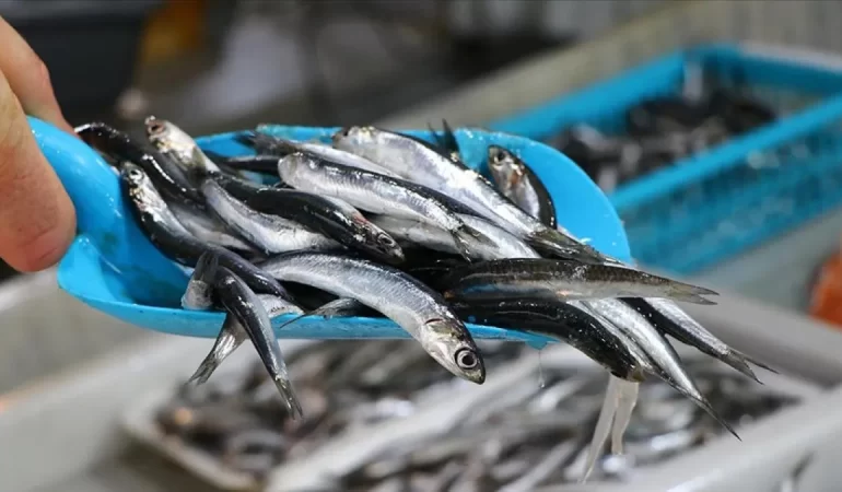 HAMSİDE TEHLİKE ÇANLARI ÇALIYOR: AV MİKTARI YARI YARIYA DÜŞTÜ, EKOSİSTEM TEHLİKEDE