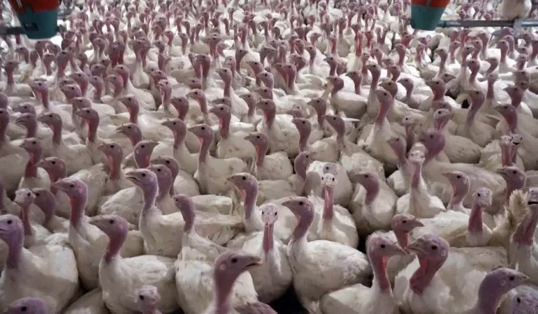 YILBAŞI HİNDİLERİ SATIŞA ÇIKTI: KİLOSU 800 LİRAYDAN BAŞLAYAN FİYATLAR DİKKAT ÇEKTİ